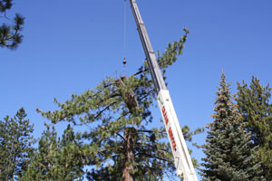 CRane attached to tree